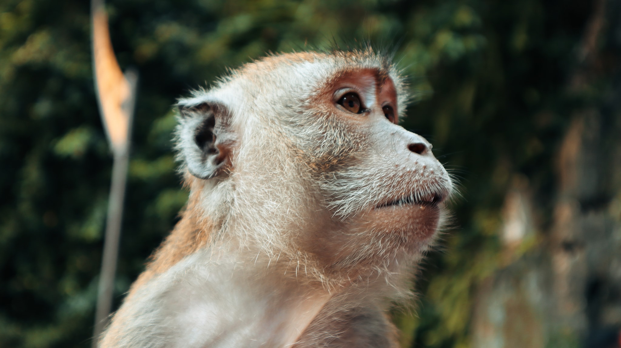 Macaque, Batu Caves